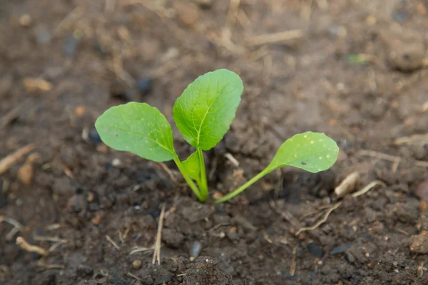 Baby salade groente Plant verhogen van de bodem — Stockfoto