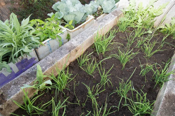 Baby gezond groen Plant verhogen van de bodem Stockfoto