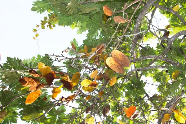 La feuille d'or (Bauhinia aureifolia K. & S.S. Larsen ) — Photo