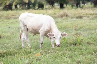 Beyaz inek yemek çimen doğada