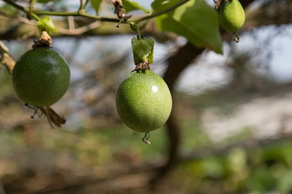 Bambino jackfruit spinosa zucca amara — Foto Stock