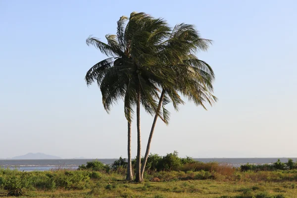 Kokosnoot boom op het strand — Stockfoto
