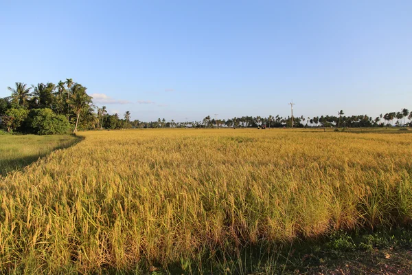 Rizs mező a Koh Sukorn, Trang, Thaiföld — Stock Fotó