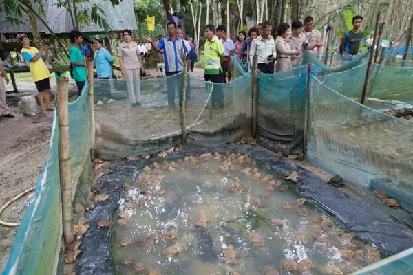 Froschfarm in Trang, Thailand — Stockfoto