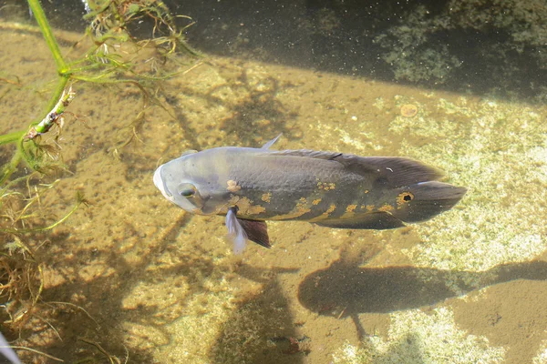 自然の中のオスカー魚 ストック画像