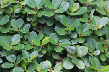 yaprak yeşil arka plan