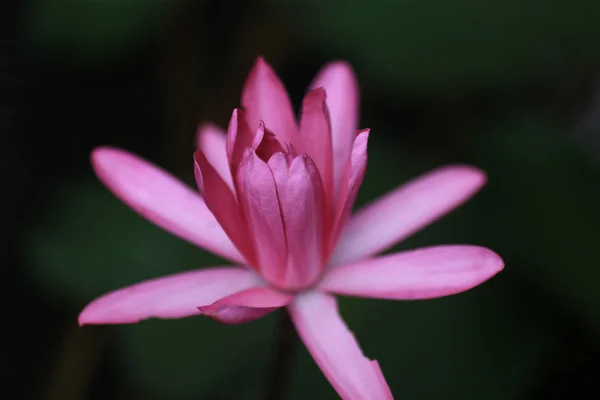 Belleza agua flor lila — Foto de Stock