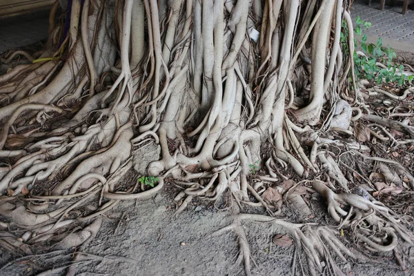 Kořeny stromu Bódhi — Stock fotografie