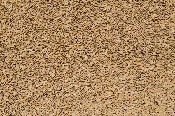 Fundo de sementes de arroz Paddy dourado — Fotografia de Stock