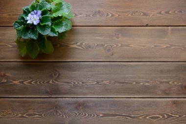 Koyu ahşap bir masa üzerinde plastik bir tencerede mavi menekşe