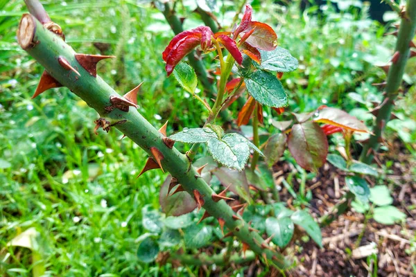 Rose bush with thorns covered with raindrops. Small petals bloom in the summer, aphids sit on the leaves.The concept of new trends in landscaping of a country plot and pest control. suitable for banner and as a photo wallpaper.