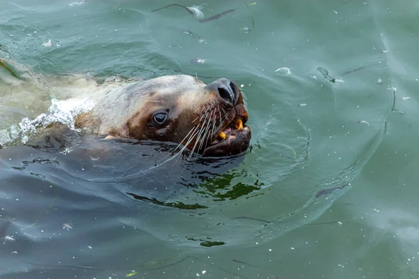 Cute Mustachioed Sea Lion Swims Dirty Water Mokhovaya Bay City — Stock Photo, Image