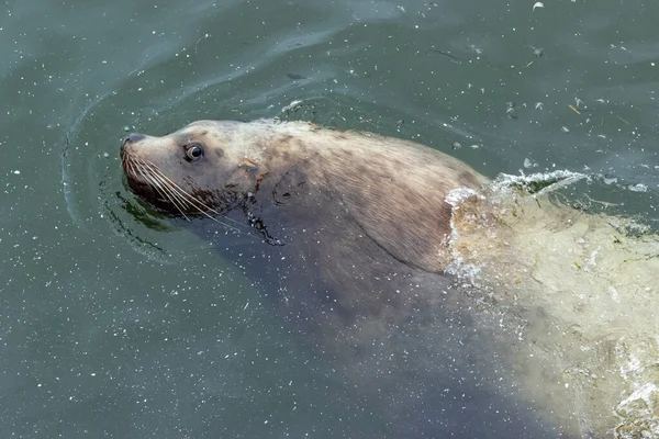 a cute mustachioed sea lion swims in the dirty water of the Mokhovaya Bay in the city of Petropavlovsk Kamchatsky. the concept of the coexistence of wild animals next to humans.