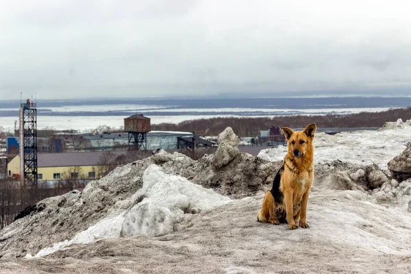 Triste Perro Sin Hogar Rojo Está Sentado Sobre Fondo Nieve — Foto de Stock