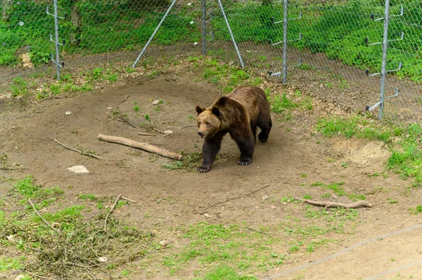 Zachráněný Medvěd Před Lidmi Rezervaci — Stock fotografie