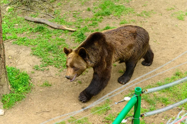 Oso Rescatado Las Personas Reserva — Foto de Stock