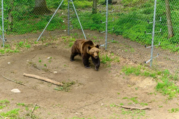 Zachráněný Medvěd Před Lidmi Rezervaci — Stock fotografie