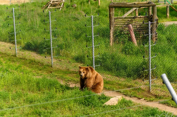 Oso Rescatado Las Personas Reserva — Foto de Stock