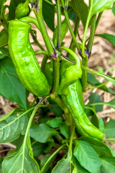 Flera gröna paprikor — Stockfoto