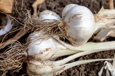 Sarmısakları bir sürü