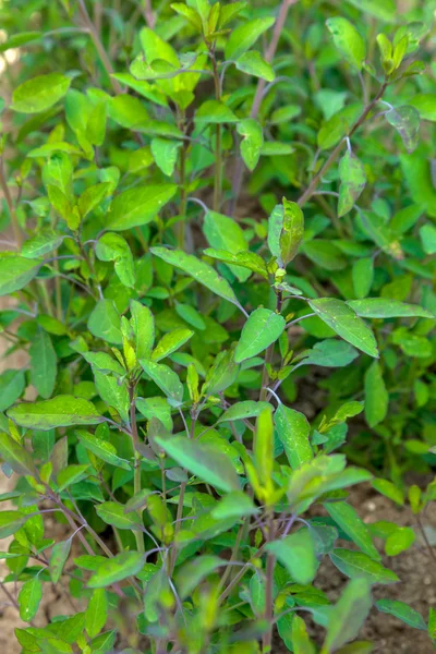 绿色的植物的 Quirquia — 图库照片