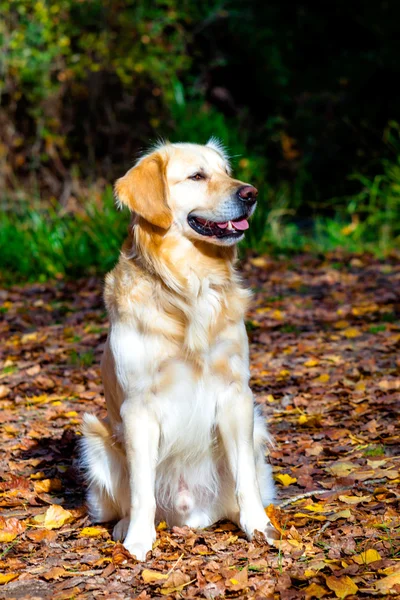 Golden retriever hund — Stockfoto