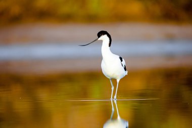 Alaca kılıçgaga kuş