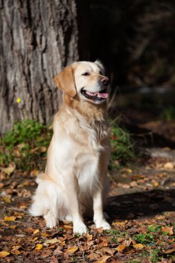 Golden retriever köpeği