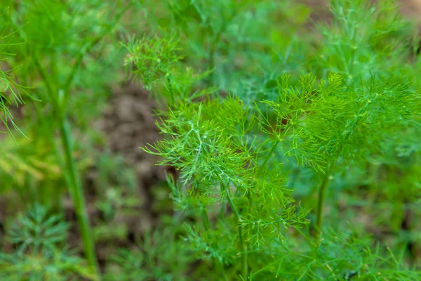 Yeşil dereotu bitkiler — Stok fotoğraf