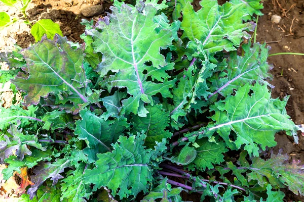 Pianta di cavolo verde — Foto Stock