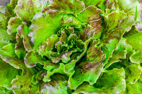 Bunch of Lettuces leaves — Stock Photo, Image