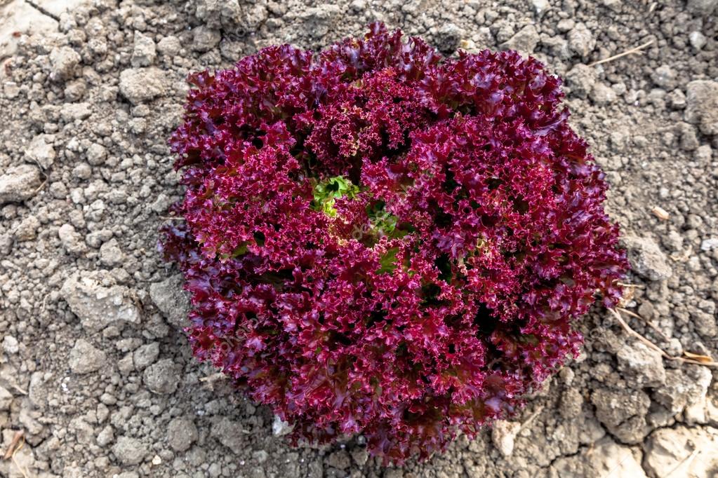 Purple Lettuce plant Stock Photo by ©viledevil 116362938