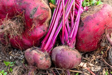 Şeker pancarı zeminde