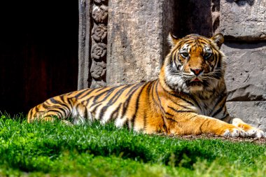 Yetişkin bengal kaplanı