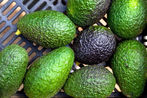 Avocado's in een fruit-vak — Stockfoto