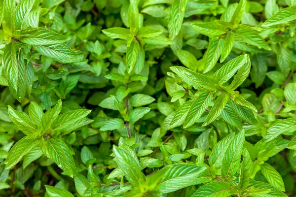 Groene pepermunt bladeren — Stockfoto