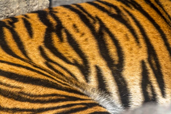Tigre de bengala adulto — Fotografia de Stock