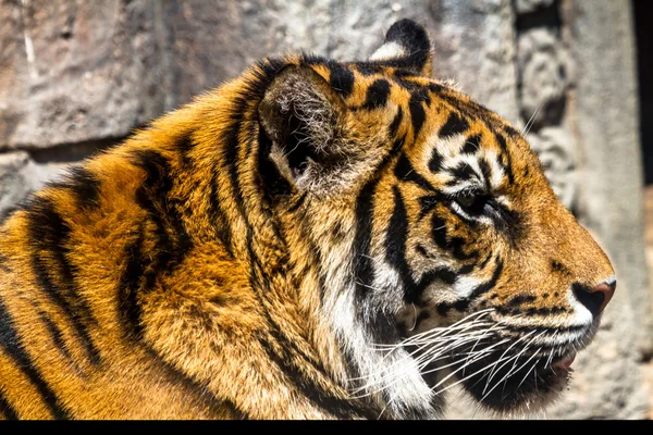 Adult Bengal tiger — Stock Photo, Image