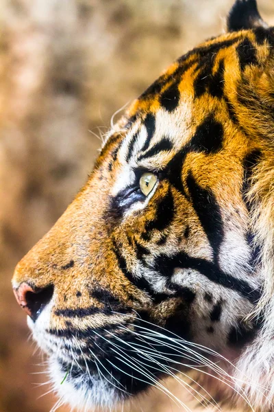 Bengal tiger — Stock Photo, Image
