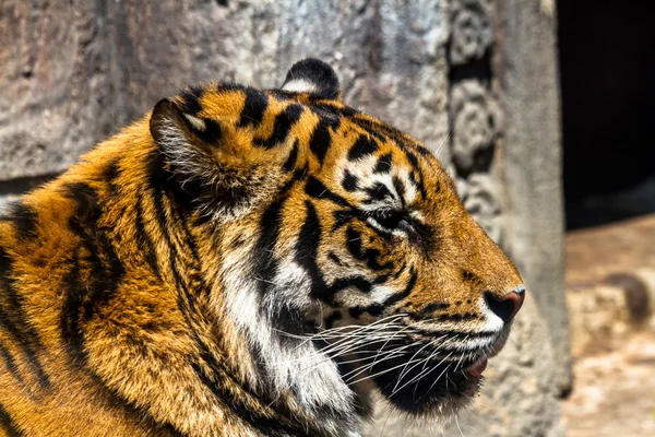 Bengal tiger — Stock Photo, Image