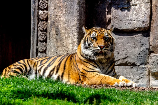 Large Bengal Tiger — Stock Photo, Image