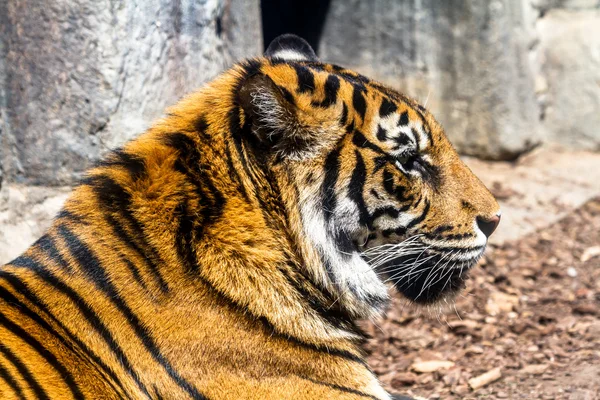 Large Bengal Tiger — Stock Photo, Image