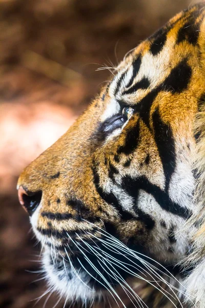 Large Bengal Tiger — Stock Photo, Image