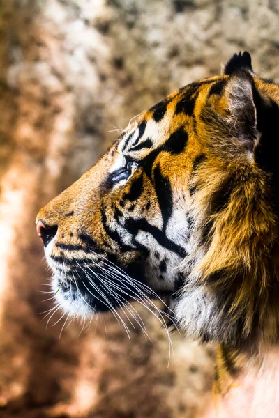 Bengal tiger posing — Stock Photo, Image