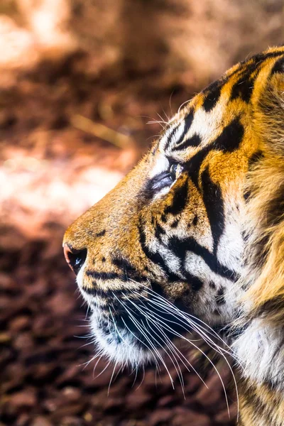 Bengal tiger posing — Stock Photo, Image