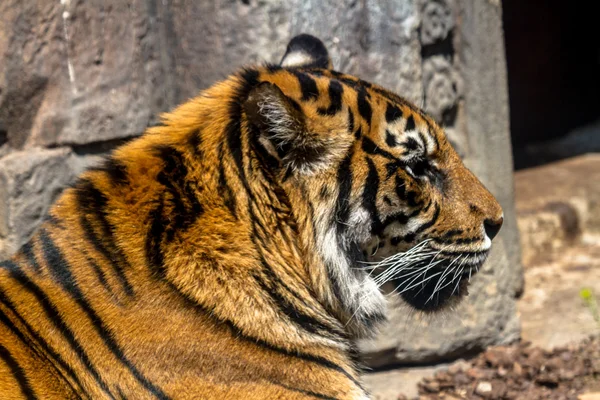 Bengal tiger posing placidly — Stock Photo, Image