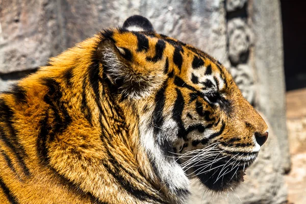 Bengal tiger posing — Stock Photo, Image