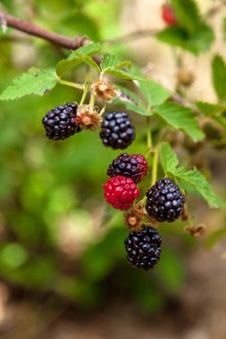 Kırmızı ve siyah böğürtlen