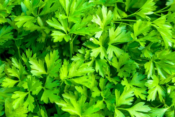 緑のパセリの葉 — ストック写真