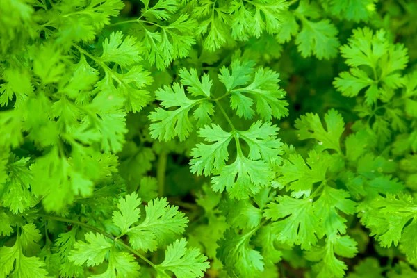 Folhas de coentro verdes — Fotografia de Stock